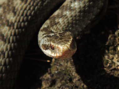 Snaky