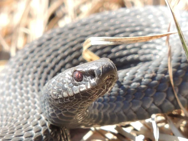 Serpiente. — Foto de Stock