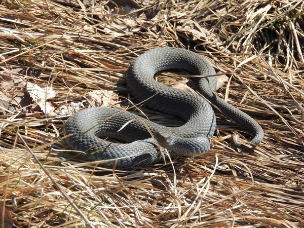 Serpiente. — Foto de Stock