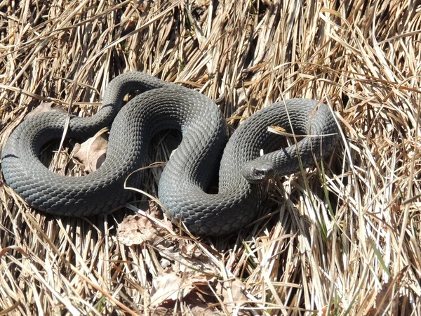 Serpiente. —  Fotos de Stock