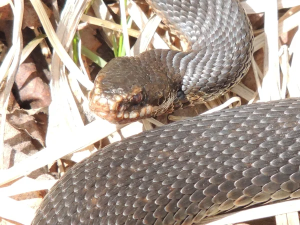 Serpiente. — Foto de Stock