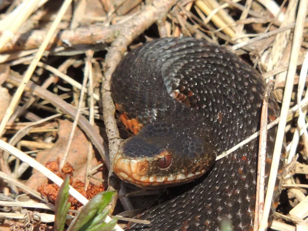 Serpiente. —  Fotos de Stock