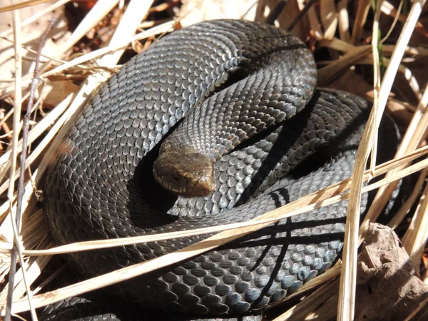 Serpiente. —  Fotos de Stock