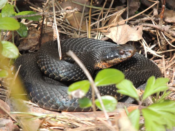 Serpiente. — Foto de Stock