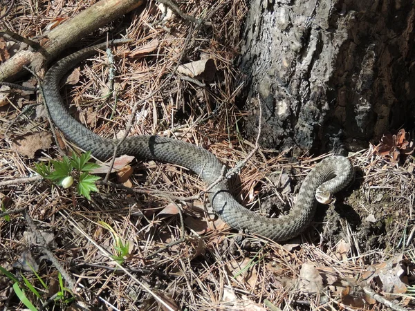 Serpiente. — Foto de Stock