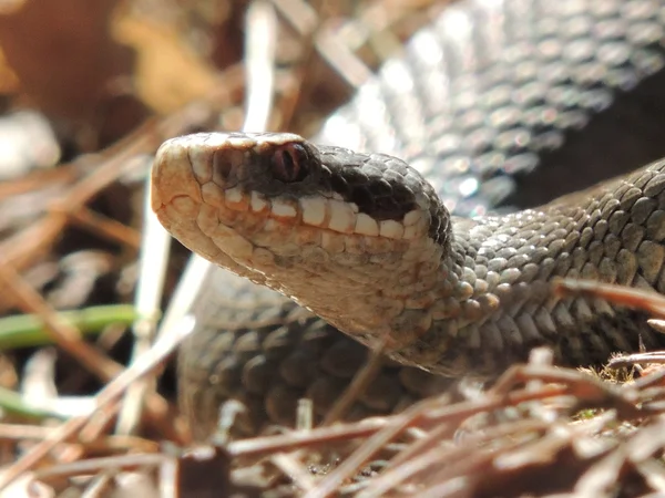 Serpiente. — Foto de Stock