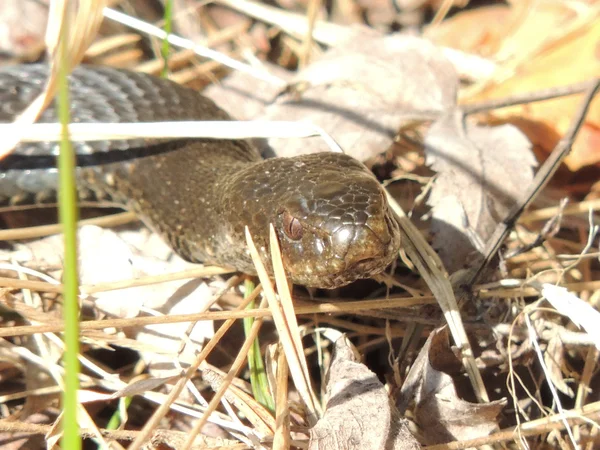 Serpiente. — Foto de Stock