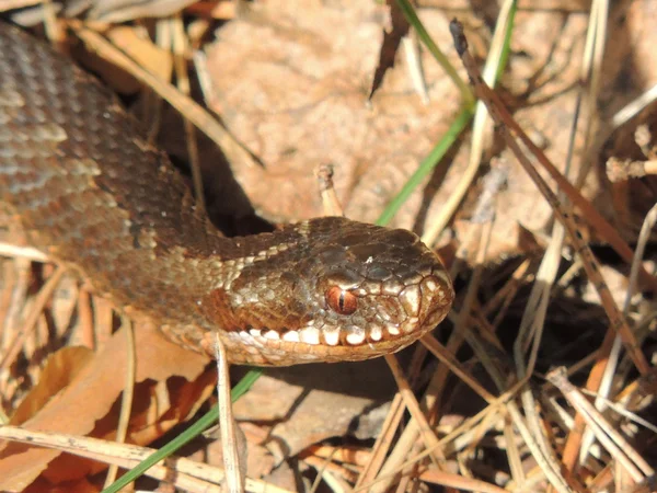 Serpiente. — Foto de Stock