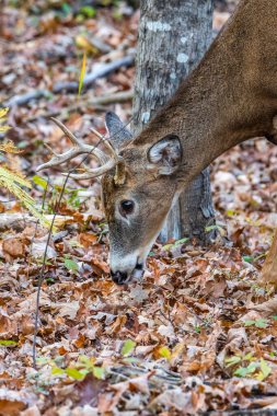 Beyaz kuyruklu geyik (Odocoileus virginianus) sonbaharda düşen yapraklarda meşe palamudu ile beslenir. Seçici odak, arkaplan bulanıklığı ve ön plan bulanıklığı.