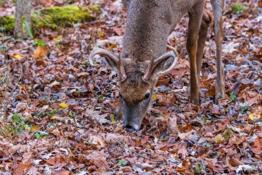 Beyaz kuyruklu geyik (Odocoileus virginianus) sonbaharda düşen yapraklarda meşe palamudu ile beslenir. Seçici odak, arkaplan bulanıklığı ve ön plan bulanıklığı.