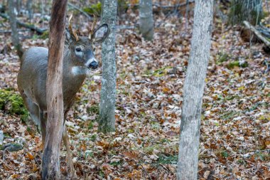 Ak kuyruklu geyik (Odocoileus virginianus), sonbahar boyunca yerde yapraklarla birlikte ormanda yaşar. Seçici odak, arkaplan bulanıklığı ve ön plan bulanıklığı.