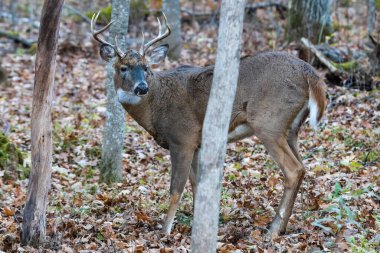 Ak kuyruklu geyik (Odocoileus virginianus), sonbahar boyunca yerde yapraklarla birlikte ormanda yaşar. Seçici odak, arkaplan bulanıklığı ve ön plan bulanıklığı.