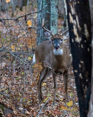 Ak kuyruklu geyik (Odocoileus virginianus), sonbahar boyunca yerde yapraklarla birlikte ormanda yaşar. Seçici odak, arkaplan bulanıklığı ve ön plan bulanıklığı.