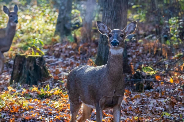 Biche Queue Blanche Odocoileus Virginianus Détecte Danger Souffle Air Par — Photo