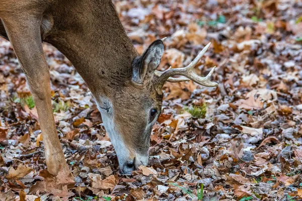 Bouc Queue Blanche Odocoileus Virginianus Nourrissant Glands Dans Les Feuilles — Photo