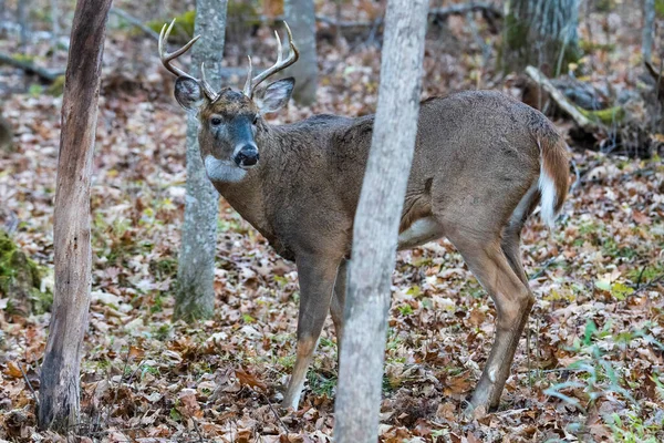 Buck Queue Blanche Odocoileus Virginianus Dans Forêt Avec Des Feuilles — Photo