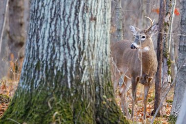 Ormanda sonbahar aylarında yaprakları yerde olan boynuzlu beyaz kuyruklu geyik (Odocoileus virginianus). Seçici odak, arkaplan bulanıklığı ve ön plan bulanıklığı.