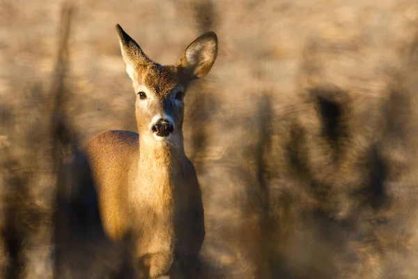 Doe Běloocasý Odocoileus Virginianus Upozornění Hledá Nebezpečí Lese Během Podzimu — Stock fotografie