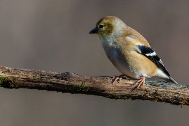 Bir Amerikan ispinozunun (Spinus tristis) sonbahar boyunca ölü bir ağaç dalına tünemiş portresi. Seçici odak, arkaplan bulanıklığı ve ön plan bulanıklığı