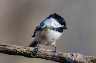 Sonbahar boyunca ölü bir ağaç dalına tünemiş siyah başlıklı bir tavuğun (Poecile atricapillus) yakın portresi. Seçici odak, arkaplan bulanıklığı ve ön plan bulanıklığı.