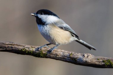 Sonbaharda gagasında ayçiçeği tohumu olan ölü bir ağaç dalına tünemiş siyah başlıklı bir tavuğun (Poecile atricapillus) yakın portresi. Seçici odak, arkaplan bulanıklığı ve ön plan bulanıklığı.