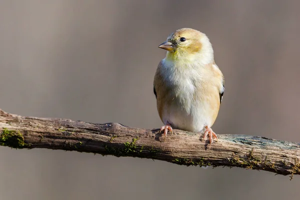 Nahaufnahme Porträt Eines Amerikanischen Stieglitz Spinus Tristis Der Herbst Auf — Stockfoto