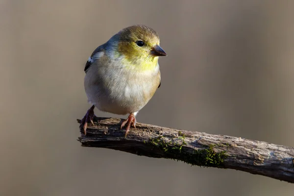 秋の間に死んだ木の手足に落ちたアメリカのGoldfinch Spinus Tristis の肖像画を閉じます 選択フォーカス 背景ぼかし 前景ぼかし — ストック写真