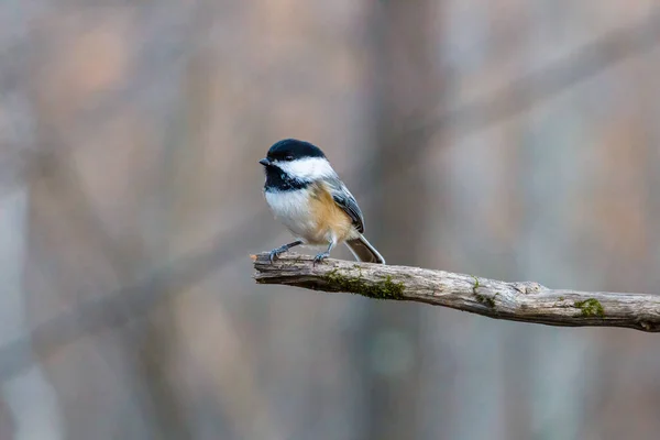 Portrait Rapproché Une Mésange Capuchon Noir Poecile Atricapillus Perchée Sur — Photo