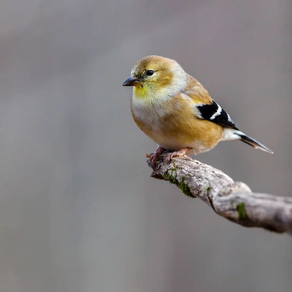 Detailní Portrét Amerického Goldfinche Spinus Tristis Usazeného Mrtvé Větvi Stromu — Stock fotografie