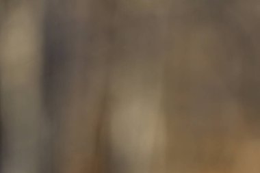 Bulanık soyut arka plan, doğal ormanlık kahverengiler, siyahlar, bronzlar ve gri renkler.  