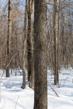 Kara Akçaağaç (acer nigrum) ağaç kabuğu kışın kapanıyor