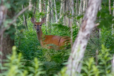 Beyaz kuyruklu Doe (Odocoileus virginianus) yazın sonlarında. Seçmeli odak, arka plan bulanıklığı