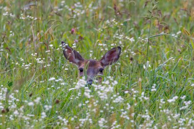 Beyaz kuyruklu geyik (Odocoileus virginianus) yazın Wisconsin 'de çim ve kır çiçeklerinin arkasına saklanır. Seçici odak, arkaplan bulanıklığı ve ön plan bulanıklığı 