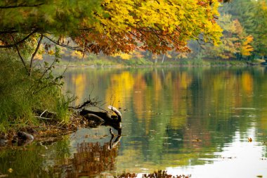 Barron County Wisconsin 'deki Bahar Gölü' nün sakin sularını yansıtan renkli sonbahar yaprakları. Seçici odak, ön plan bulanıklığı, arka plan bulanıklığı. Boşluğu kopyala