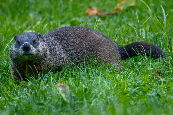 Groundhog Marmota Monax Také Známý Jako Dřevák Krmení Trávě Létě — Stock fotografie