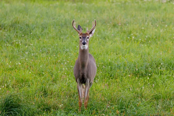 白尾鹿 Odocoileus Virginianus 天鹅绒鹿角站在干草地里 有选择的重点 背景和前景模糊 — 图库照片