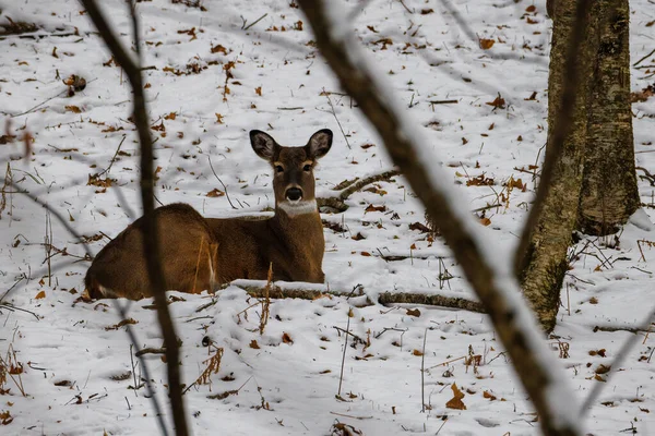 冬の間 白い尾を持つ鹿 Odocoileus Virginianus が雪に覆われた丘の下に埋め込まれました 選択フォーカス 背景ぼかし 前景ぼかし — ストック写真