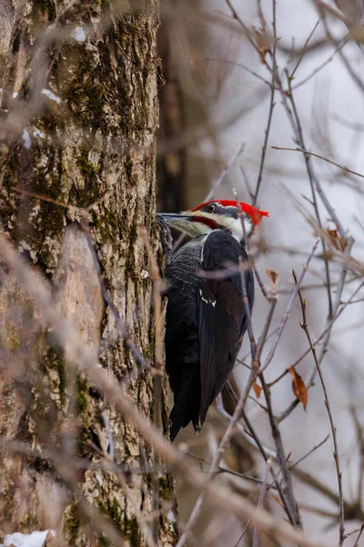 Male Pileated Woodpecker Dryocopus Pileatus Perched Dead Tree Dutch Elm — Stock Photo, Image