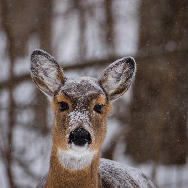 Beyaz kuyruklu geyik portresi (Odocoileus virginianus) kış boyunca karla kaplı olarak ormanda durur. Seçici odak, arka plan bulanıklığı ve ön plan bulanıklığı. Boşluğu kopyala.