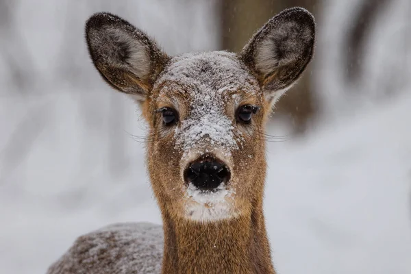 冬の終わりに雪に覆われた白い尾の鹿 Odocoileus Virginianus のクローズアップ肖像画 選択的焦点 前景ぼかし — ストック写真