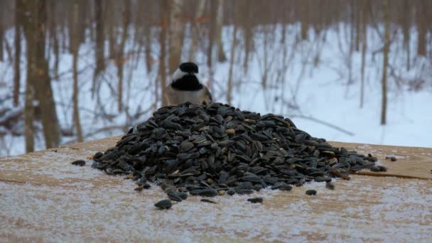 Black Capped Chickadees Poecile Atricapillus Purple Finch Haemorhous Purpureus Feeding — Stock Video