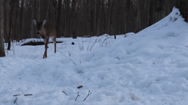 Три Ноги Білохвостий Олень Odocoileus Virginianus Йде Снігу Взимку — стокове відео