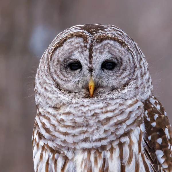 Extreme Close Portrait Perched Barred Owl Strix Varia Bloody Beak — Stock Photo, Image