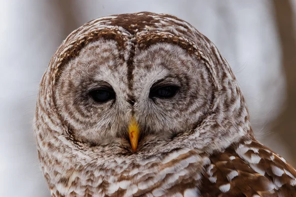 Extreme Close Portrait Perched Barred Owl Strix Varia Bloody Beak — Stock Photo, Image