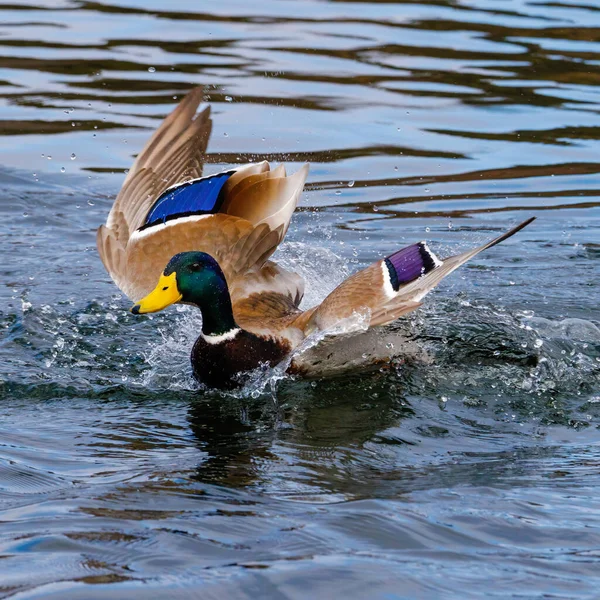 Drake Mallard Anas Platyrhynchos Anatra Atterraggio Mare Aperto Durante Inverno — Foto Stock