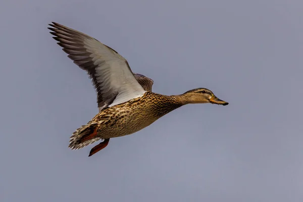 Gallina Mallard Anas Platyrhynchos Pato Volando Aire Con Cielo Gris — Foto de Stock