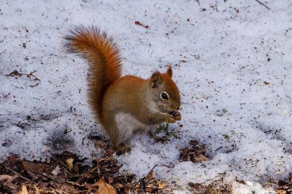 Amerikanisches Rotes Eichhörnchen Tamiasciurus Hudsonicus Frisst Spätwinter Mit Schmutzigem Schnee — Stockfoto