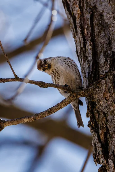 Femelle Immature Rouget Commun Acanthis Flammea Est Perché Sur Membre — Photo