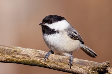 Close up portrait of a Black-capped chickadee (Poecile atricapillus) perched on a dead tree branch during early spring. Selective focus, background blur and foreground blur.