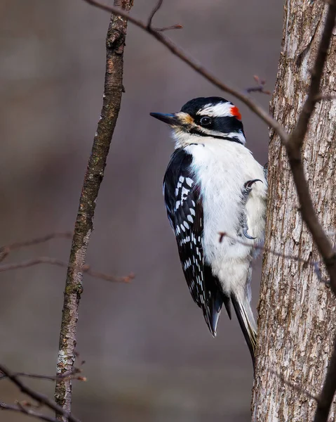 Erkek kıllı ağaçkakan (Leuconotopicus villosus) baharın başında bir ağaç gövdesine tünemiştir. Seçici odak, arkaplan bulanıklığı ve ön plan bulanıklığı.  